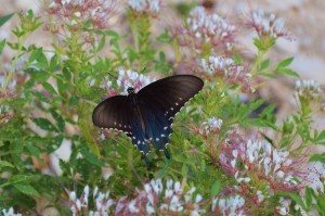 Swallowtail & Clammy Weed  